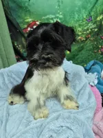 BW parti boy, a male Miniature Schnauzer for sale in Mount Carmel, TN – 4 of 4
