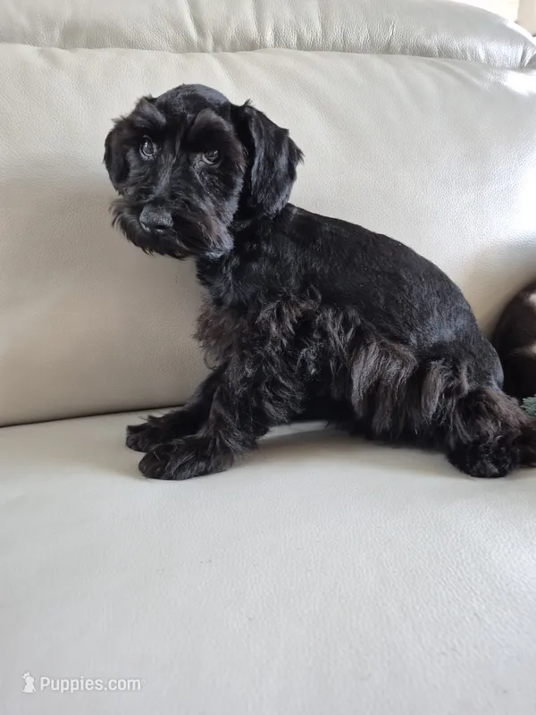 Chocolate boy one blue eye – Miniature Schnauzer puppy for sale in Mount Carmel, TN