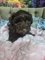 Chocolate female , a female Miniature Schnauzer for sale in Mount Carmel, TN – 3 of 5