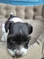 Liver and white parti boy, a male Miniature Schnauzer for sale in Mount Carmel, TN – 1 of 1