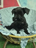 Black boy , a male Miniature Schnauzer for sale in Mount Carmel, TN – 3 of 5