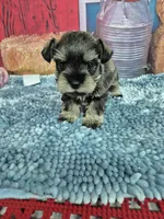 Peppa toy boy, a male Miniature Schnauzer for sale in Mount Carmel, TN – Photo 3 of 3