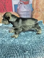 Peppa toy boy, a male Miniature Schnauzer for sale in Mount Carmel, TN – Photo 1 of 3