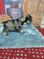 Peppa toy boy, a male Miniature Schnauzer for sale in Mount Carmel, TN – Photo 2 of 3