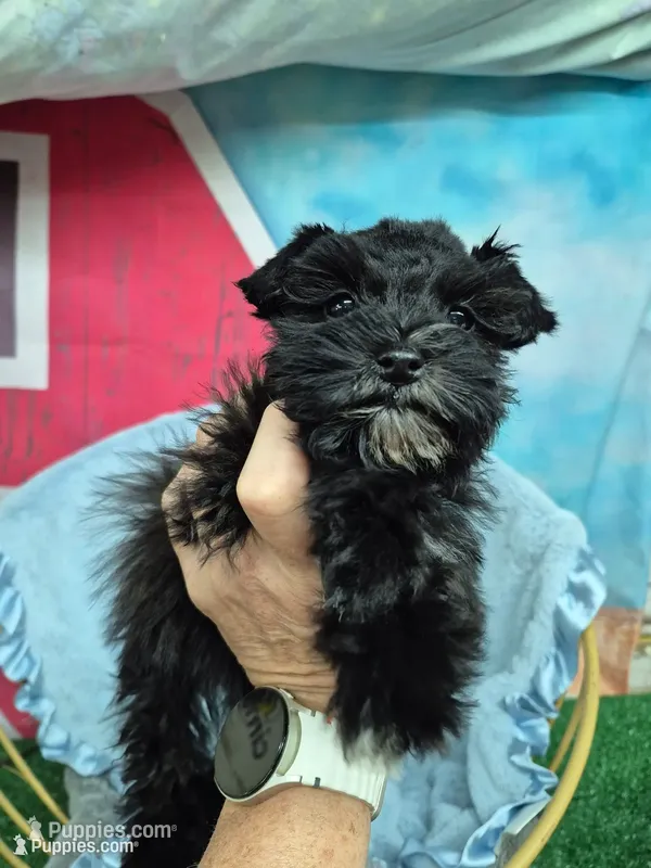 Lil bit teacup – Miniature Schnauzer puppy for sale in Mount Carmel, TN
