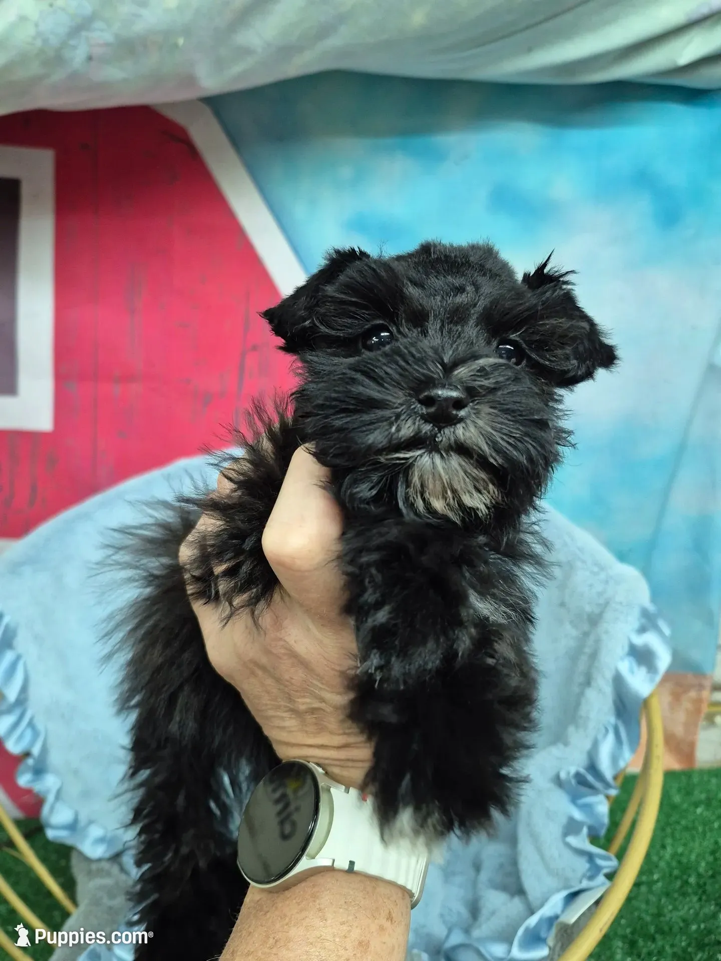 Lil bit teacup, a male Miniature Schnauzer for sale in Mount Carmel, TN – 1 of 7