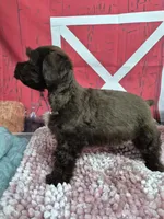 Coco with blue eyes, a female Miniature Schnauzer for sale in Mount Carmel, TN – Photo 3 of 3