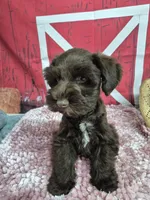 Coco with blue eyes, a female Miniature Schnauzer for sale in Mount Carmel, TN – Photo 1 of 3