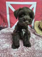 Coco with blue eyes, a female Miniature Schnauzer for sale in Mount Carmel, TN – Photo 2 of 3