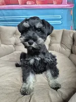 Phantom girl , a female Miniature Schnauzer for sale in Mount Carmel, TN – 3 of 4