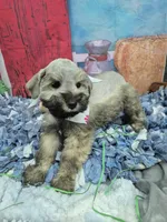 Maggie, a female Miniature Schnauzer for sale in Mount Carmel, TN – Photo 4 of 5