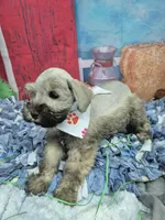 Maggie, a female Miniature Schnauzer for sale in Mount Carmel, TN – Photo 3 of 5