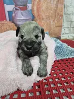 Maggie, a female Miniature Schnauzer for sale in Mount Carmel, TN – Photo 3 of 3