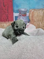 Maggie, a female Miniature Schnauzer for sale in Mount Carmel, TN – Photo 2 of 3