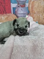 Maggie, a female Miniature Schnauzer for sale in Mount Carmel, TN – Photo 1 of 3