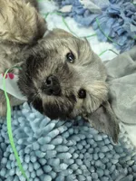 Maggie, a female Miniature Schnauzer for sale in Mount Carmel, TN – Photo 5 of 5