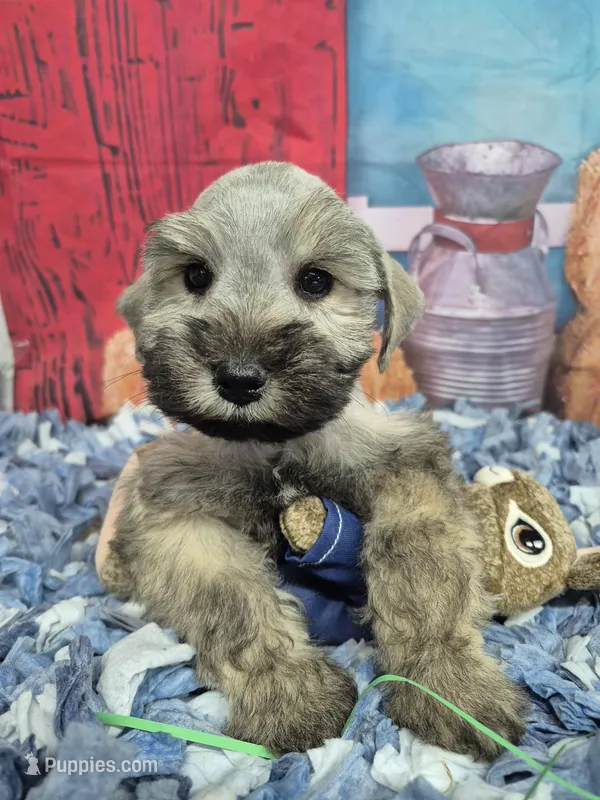 Maggie – Miniature Schnauzer puppy for sale in Mount Carmel, TN