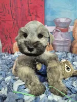 Maggie, a female Miniature Schnauzer for sale in Mount Carmel, TN – Photo 1 of 5