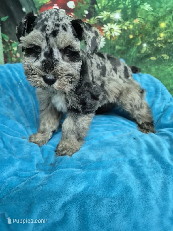 Blue eye blue merle  – Miniature Schnauzer puppy for sale in Mount Carmel, TN