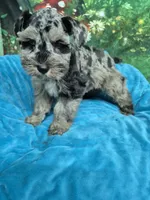 Blue eye blue merle , a male Miniature Schnauzer for sale in Mount Carmel, TN – 1 of 5