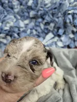 Blue eye chocolate merle, a male Miniature Schnauzer for sale in Mount Carmel, TN – Photo 2 of 5