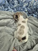 Blue eye chocolate merle, a male Miniature Schnauzer for sale in Mount Carmel, TN – Photo 4 of 5