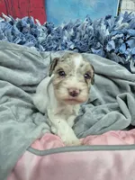 Blue eye chocolate merle, a male Miniature Schnauzer for sale in Mount Carmel, TN – Photo 5 of 5