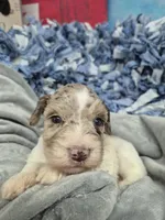 Blue eye chocolate merle, a male Miniature Schnauzer for sale in Mount Carmel, TN – Photo 3 of 5