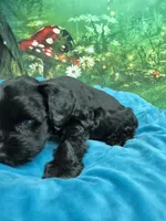 One blue eye, a male Miniature Schnauzer for sale in Mount Carmel, TN – 4 of 8