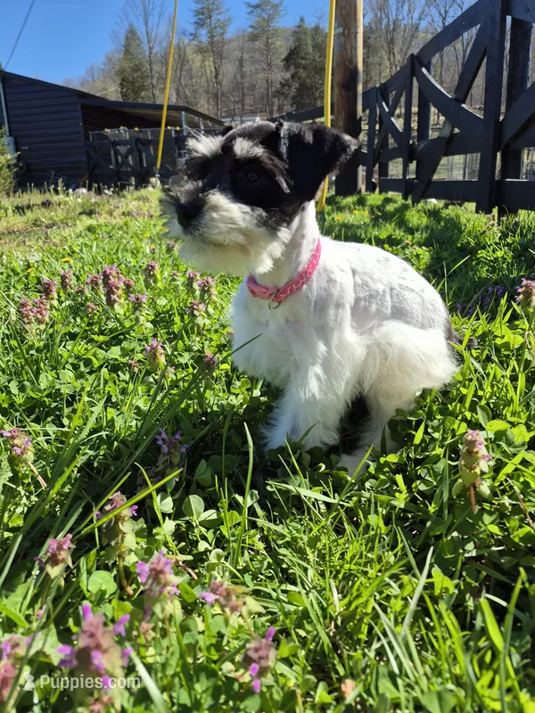 Freckles – Miniature Schnauzer puppy for sale in Mount Carmel, TN
