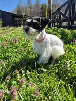 Freckles, a female Miniature Schnauzer for sale in Mount Carmel, TN – Photo 1 of 10