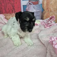 Freckles, a female Miniature Schnauzer for sale in Mount Carmel, TN – Photo 4 of 10