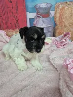 Freckles, a female Miniature Schnauzer for sale in Mount Carmel, TN – Photo 3 of 3