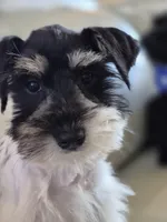 Freckles, a female Miniature Schnauzer for sale in Mount Carmel, TN – Photo 7 of 10