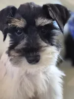 Freckles, a female Miniature Schnauzer for sale in Mount Carmel, TN – Photo 8 of 10