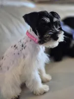 Freckles, a female Miniature Schnauzer for sale in Mount Carmel, TN – Photo 6 of 10