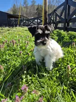 Freckles, a female Miniature Schnauzer for sale in Mount Carmel, TN – Photo 5 of 10