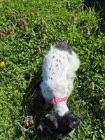Freckles, a female Miniature Schnauzer for sale in Mount Carmel, TN – Photo 10 of 10