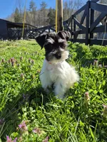 Freckles, a female Miniature Schnauzer for sale in Mount Carmel, TN – Photo 9 of 10