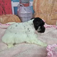 Freckles, a female Miniature Schnauzer for sale in Mount Carmel, TN – Photo 3 of 10