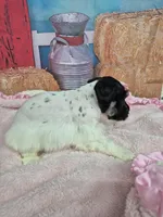 Freckles, a female Miniature Schnauzer for sale in Mount Carmel, TN – Photo 2 of 3