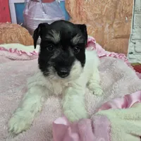 Freckles, a female Miniature Schnauzer for sale in Mount Carmel, TN – Photo 2 of 10