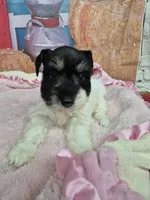 Freckles, a female Miniature Schnauzer for sale in Mount Carmel, TN – Photo 1 of 3