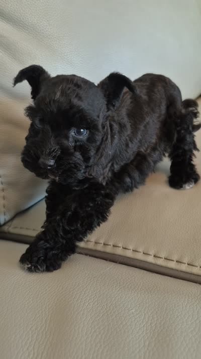 Little bit teacup blue eyes , a female Miniature Schnauzer for sale in Mount Carmel, TN – 3 of 3