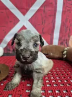 Red beard, a  Miniature Schnauzer for sale in Mount Carmel, TN – Photo 1 of 4