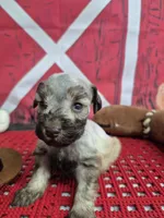 Red beard, a  Miniature Schnauzer for sale in Mount Carmel, TN – Photo 3 of 4