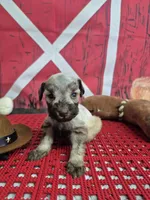 Red beard, a  Miniature Schnauzer for sale in Mount Carmel, TN – Photo 4 of 4