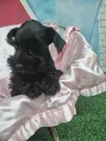Black beauty , a female Miniature Schnauzer for sale in Mount Carmel, TN – 2 of 5