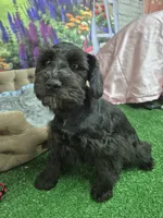 One blue eye, a male Miniature Schnauzer for sale in Mount Carmel, TN – 4 of 5