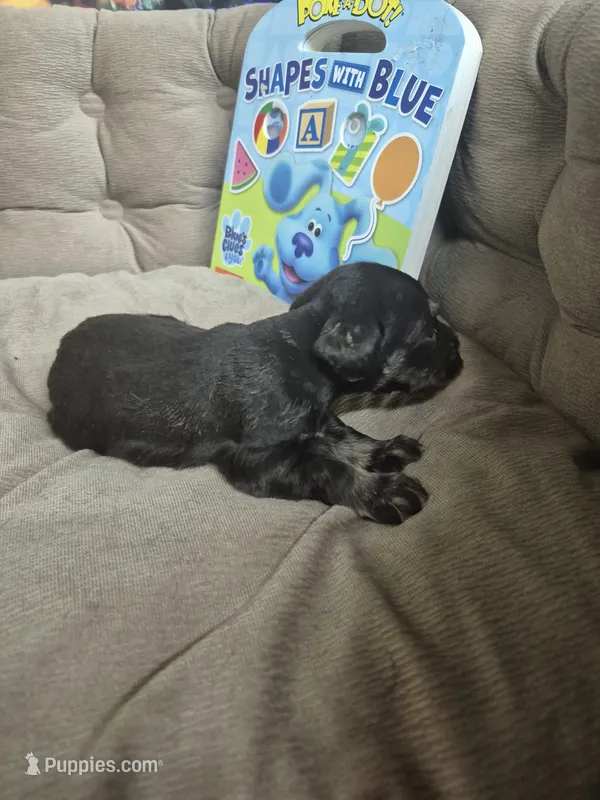 Liver Tan baby – Miniature Schnauzer puppy for sale in Mount Carmel, TN
